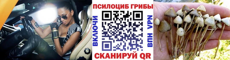 купить наркоту  Камешково  Псилоцибиновые грибы Magic Shrooms 
